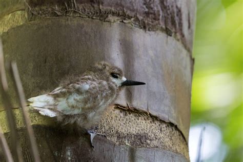 Fairy tern chick - SOSF D'Arros Research Centre