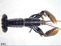 Homarus gammarus, European lobster : fisheries, aquaculture