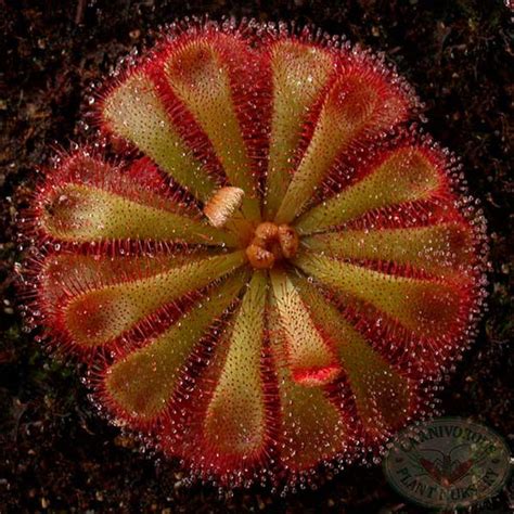 Sundews Carnivorous Plants - For Sale | Nursery — Tagged "Tropical"