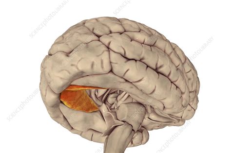 Human brain with highlighted lingual gyrus, illustration - Stock Image ...