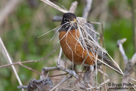 Why the American Robin is a Badass Bird