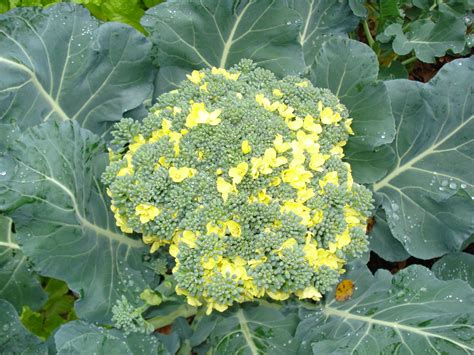 Broccoli (flower) | Plant Anatomy II - Stem & Leaf Diversity ...