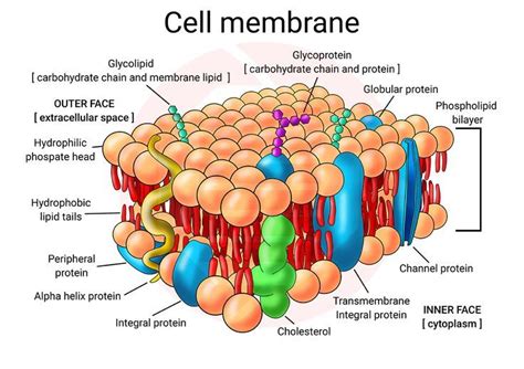 School supplies Biology study Printable Cell membrane structure diagram ...