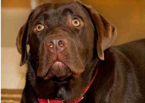 Can Chocolate Labradors be Guide Dogs? - Crank Hound