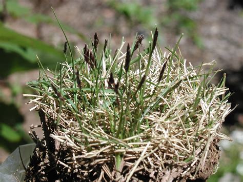 Zoysia – Seedheads | Walter Reeves: The Georgia Gardener