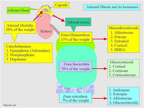 Adrenal Gland Hormones Interpretation, (Cortisol and Aldosterone ...