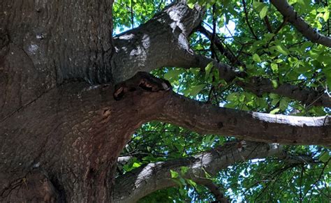 Tree Bark Canker Disease Identification, Treatment, and Prevention ...