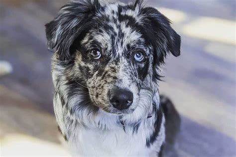 Australian Shepherd Colors: The Standard & Rare Aussie Coat Colors - K9 Web