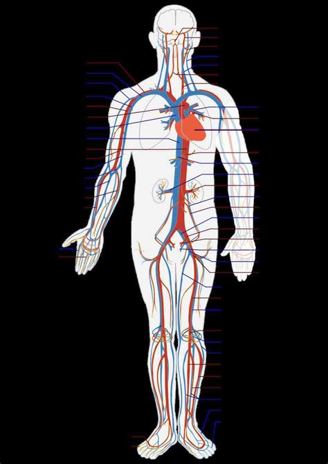 Blood Vessels Labeled 35 Label Blood Vessels Diagram Labels Design ...