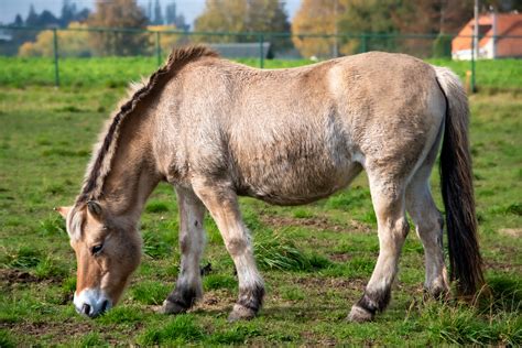 Horse, Stallion, Mare Free Stock Photo - Public Domain Pictures