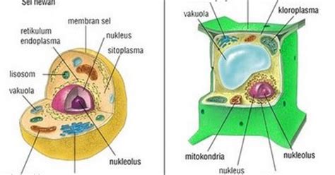 Choirina's blog: Bagian-Bagian Sel hewan dan Tumbuhan serta Fungsinya