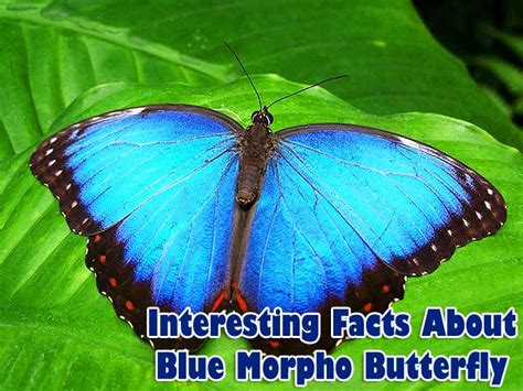 Top 21 Facts About Blue Morpho Butterfly (Updated 2023) | BioExplorer