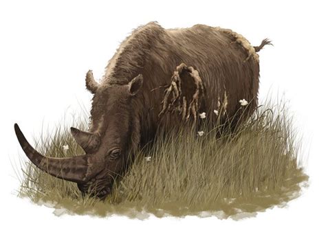 Woolly Rhinoceros Discovery Is Oldest in Europe | Live Science