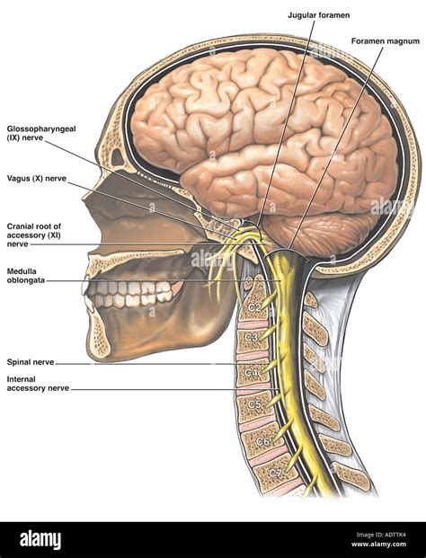 Cranial Nerve