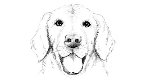 88+ Realistic Golden Retriever Drawing Easy - l2sanpiero