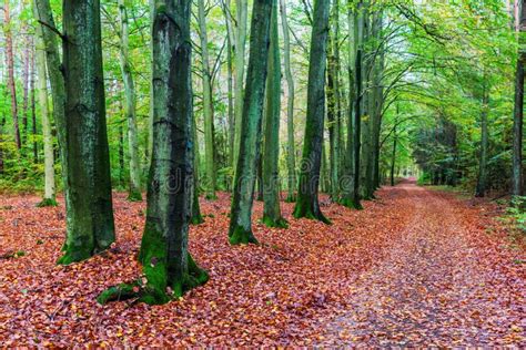 Beech Forest with Forest Path in Autumn Stock Photo - Image of season ...