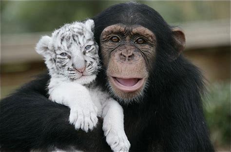 Monkey and litlle tiger. So cute :) - Monkeys Photo (14750795) - Fanpop