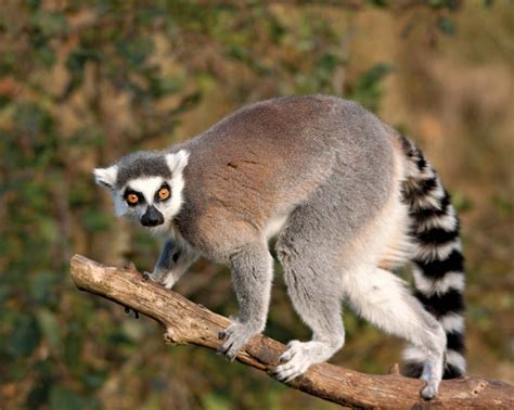 Lemur | Description, Types, Diet, & Facts | Britannica