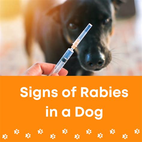 Signs of Rabies in a Dog