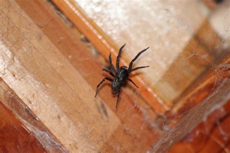 Black House Spider? : australia