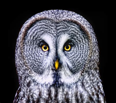 Wallpaper : great grey owl, bird of prey, beak, fauna, close up ...