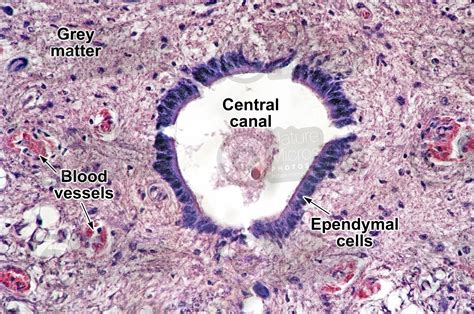 Mammal. Spinal cord. Transverse section. 250X - Spinal cord - Mammals ...