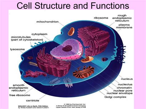 Pptx Cells Cell The Basic Unit Of Structure And Function Of All | Hot ...