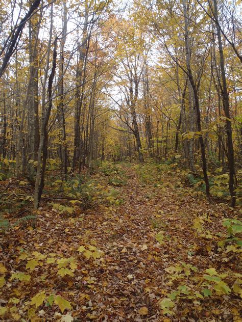 All time favorite- Long Trail Hiking in the fall