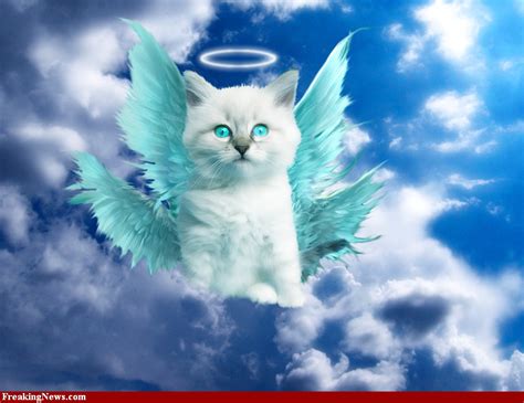 HD Animals: Funny angel cat