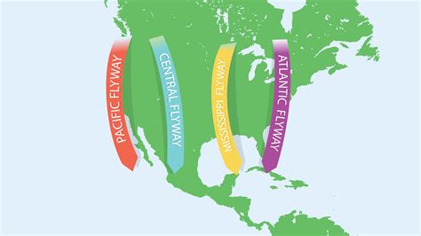 The 4 North American Bird Migration Paths