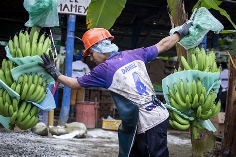 EQUAL EXCHANGE FAIR TRADE BANANAS — Earl's Organic Produce