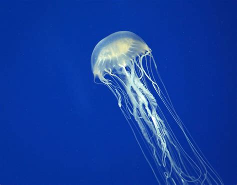 Australian Box Jellyfish - Animals of Oceania - WorldAtlas