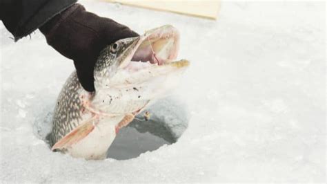 10 Best Ice Fishing Lures for Northern Pike ⋆ Tackle Scout