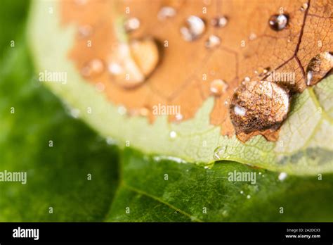 Rain drops on leaves Stock Photo - Alamy