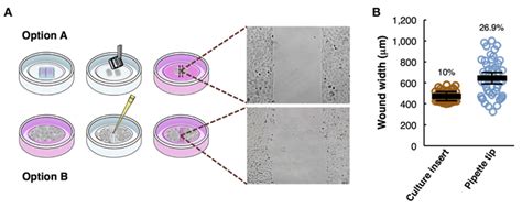 Wound Healing Assays - Creative Bioarray