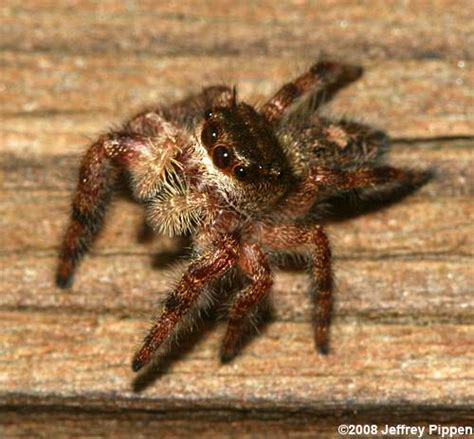 Phidippus Jumping Spiders