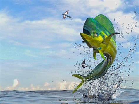 Flying Fish Stock Photos, Pictures & Royalty-Free Images - iStock