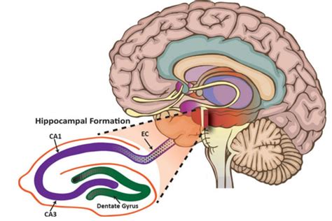 Hippocampus Function Brain - fasrdevelopment