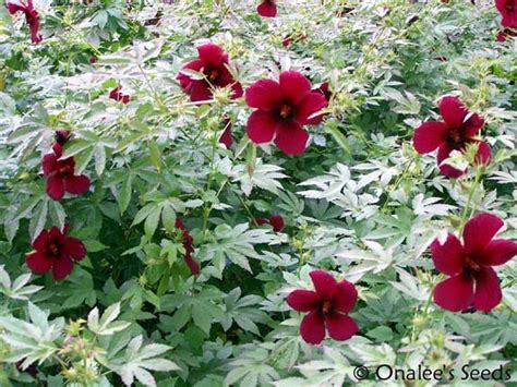 October Rose (Monarch Rose Mallow, Ruby Hibiscus, H. Radiatus) Hibiscus ...