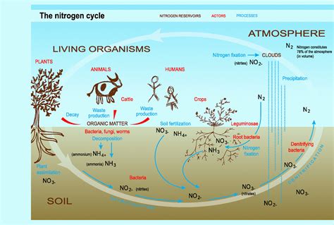 Tom's Marine Biology A block: Diagram of Nitrogen Cycle