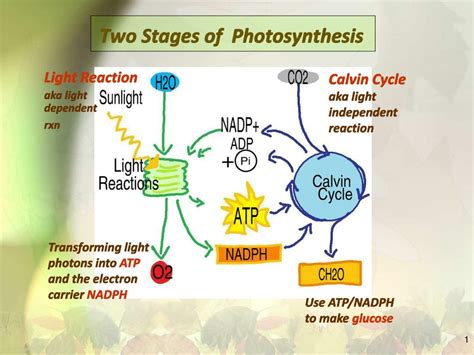 Two Stages Of Photosynthesis