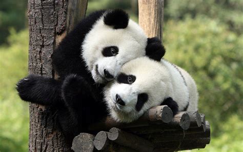 Beautiful Panda Wallpapers - Top Free Beautiful Panda Backgrounds ...