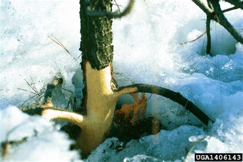 Voles : Got Pests? : Board of Pesticides Control: Maine DACF