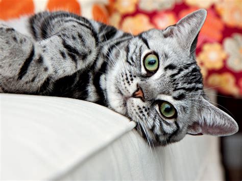 Silver Classic Tabby, American Shorthair | American bobtail cat ...