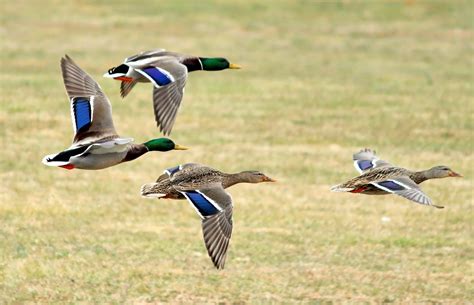 Free photo: Mallard Ducks Flying - Animal, Bird, Duck - Free Download ...