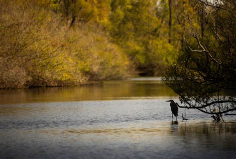 140+ Atchafalaya National Wildlife Refuge Stock Photos, Pictures ...