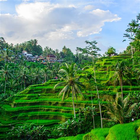 Discover the Charm of Tegallalang Rice Terrace in Ubud - Indonesia Travel