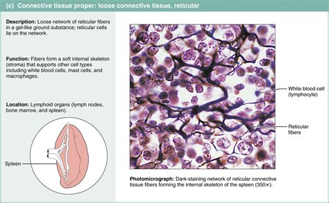 4.3 Connective tissue is the most abundant and widely distributed ...