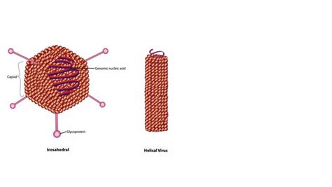 รูปภาพAdenoviridae – เลือกดูภาพถ่ายสต็อก เวกเตอร์ และวิดีโอ2,673 ...