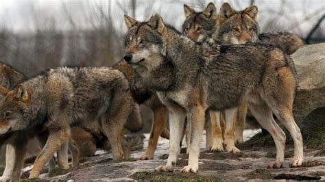 Congress to Consider Bill to Delist Gray Wolves as Endangered Species ...